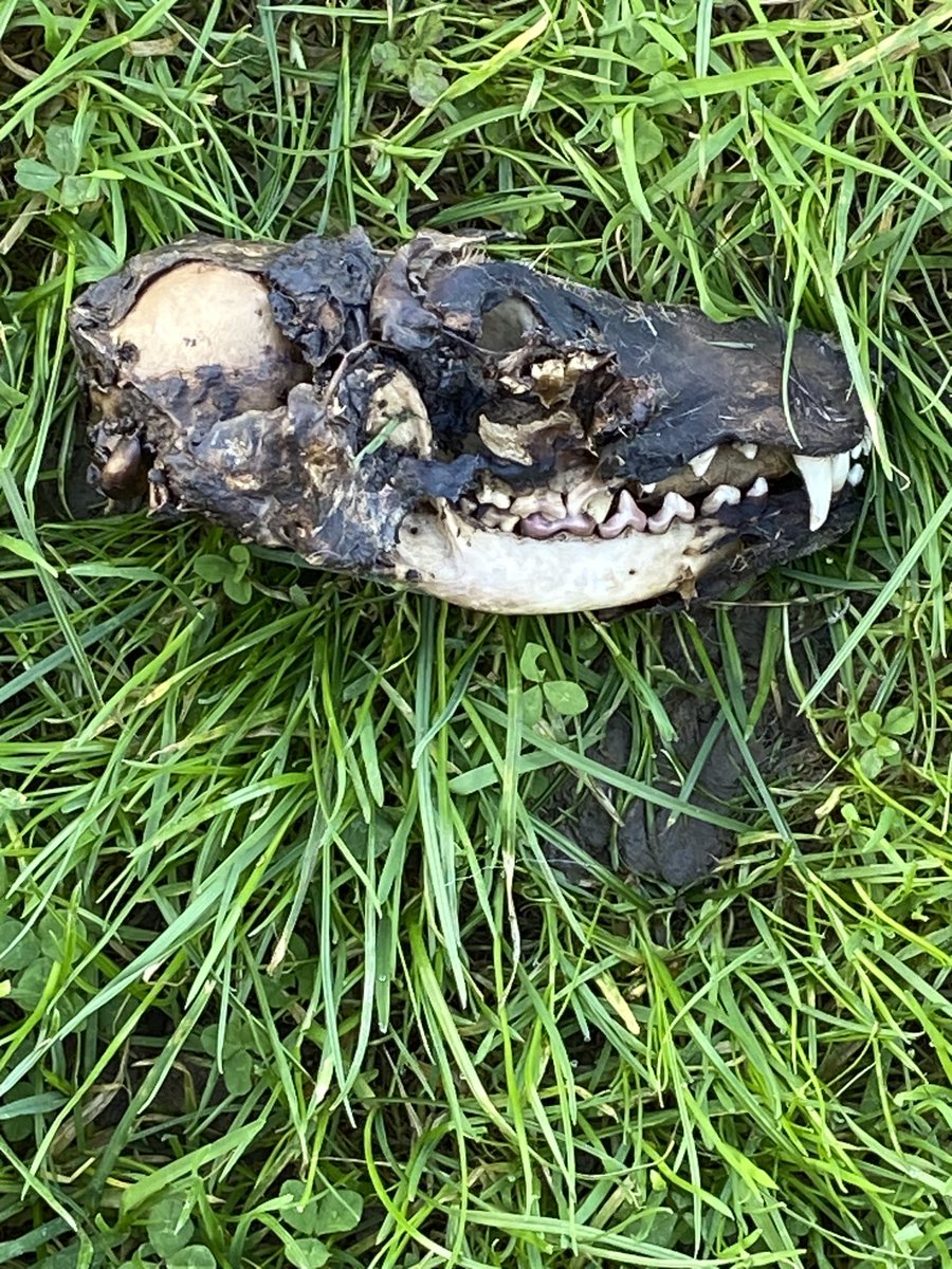 dickiedars's tweet photo. @NatureRTE Saw this in Killiney today. What is it? #mooneygoeswild https://t.co/rbSpFNOcH7