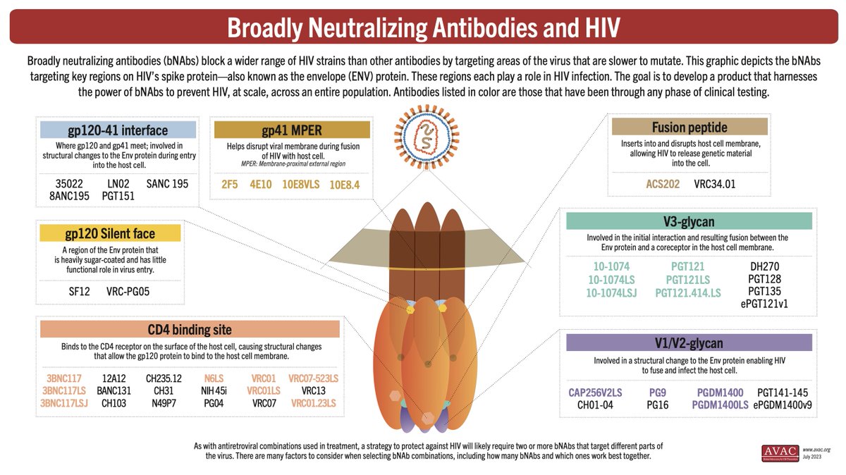 HIVpxresearch's tweet photo. Thank you @iasociety for hosting an important discussion on #bNAbs this #HIVR4P! To learn more, check out AVAC's infographic exploring the relationship between broadly neutralizing antibodies (#bNAb) and HIV here! https://t.co/6tk2D33x2O https://t.co/HLIVYiSWjw