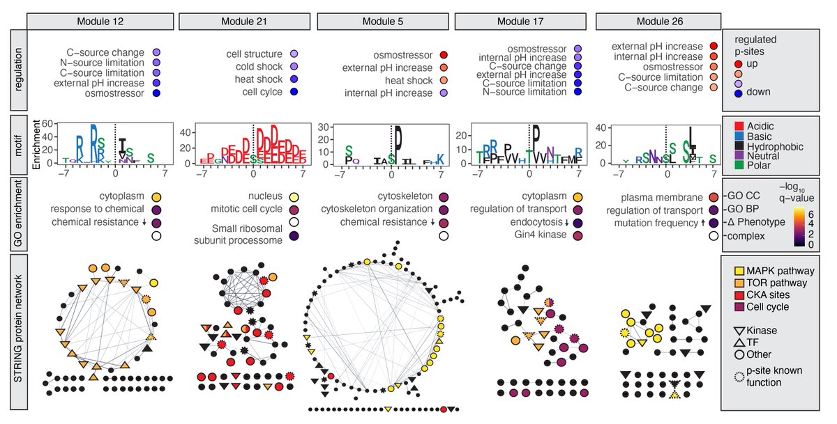 Mario Leutert (@marioleutert) on Twitter photo Very happy to share our extensive and systematic Phosphoproteomic Stress Signaling Atlas that is now published <a href="/NatureSMB/">NatureStructMolBiol</a>:
rdcu.be/doHAL
Thanks to the <a href="/juditvr/">Judit Villen</a> lab and co-autors <a href="/AnthonyBarente/">Anthony Barente</a> , Noelle Fukuda & <a href="/RRodriguezMias/">Ricard RodriguezMias</a>!
#proteomics #signaling #TeamMassSpec /1 Very happy to share our extensive and systematic Phosphoproteomic Stress Signaling Atlas that is now published <a href="/NatureSMB/">NatureStructMolBiol</a>:
rdcu.be/doHAL
Thanks to the <a href="/juditvr/">Judit Villen</a> lab and co-autors <a href="/AnthonyBarente/">Anthony Barente</a> , Noelle Fukuda & <a href="/RRodriguezMias/">Ricard RodriguezMias</a>!
#proteomics #signaling #TeamMassSpec /1