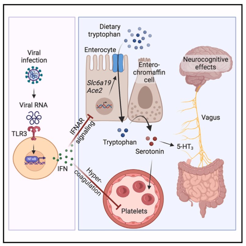 La COVID19 larga se asociaría con niveles bajos circulantes de serotonina derivados de la acción de los interferones inducidos por el material genético del virus. El déficit periférico de serotonina afectaría al estado cognitivo. 
cell.com/cell/fulltext/…