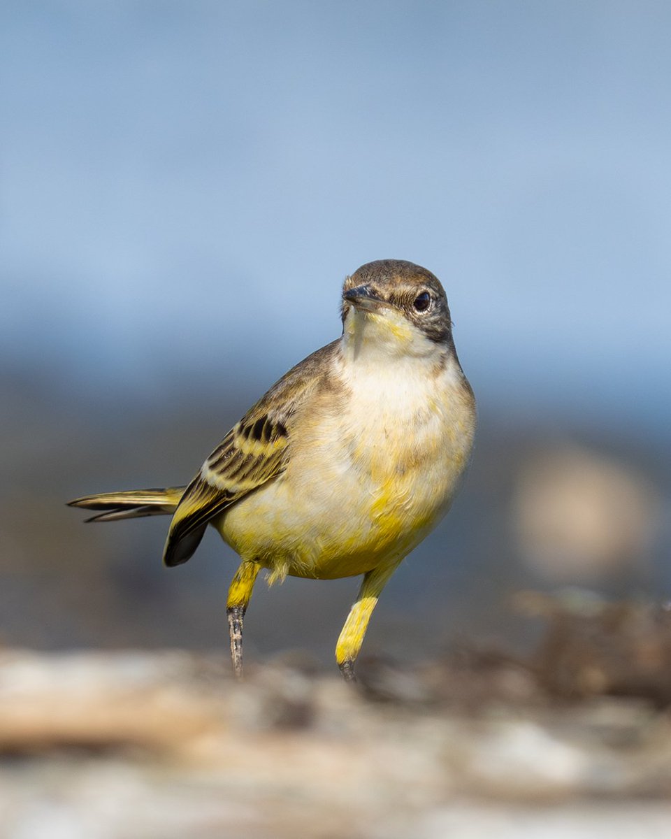 Sarı Kuyruksallayan ( Western Yellow Wagtail )
Sony A7R5
Sony FE 200-600mm
#wildlifephotography #naturephotography #wildlife #birds #sonyalphatr #birdphotography #sonyalpha #birdwatching #sarıkuyruksallayan #westernyellowwagtail