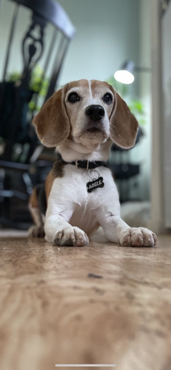 Wow! Showing off all my doubly chins in portrait mode and feeling regal about it✨