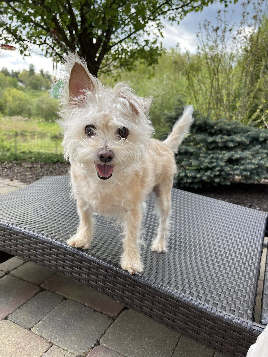 DiAngel000's tweet photo. @dog_rates Meet my rescue pup Sherman https://t.co/SsVS1wUSOA