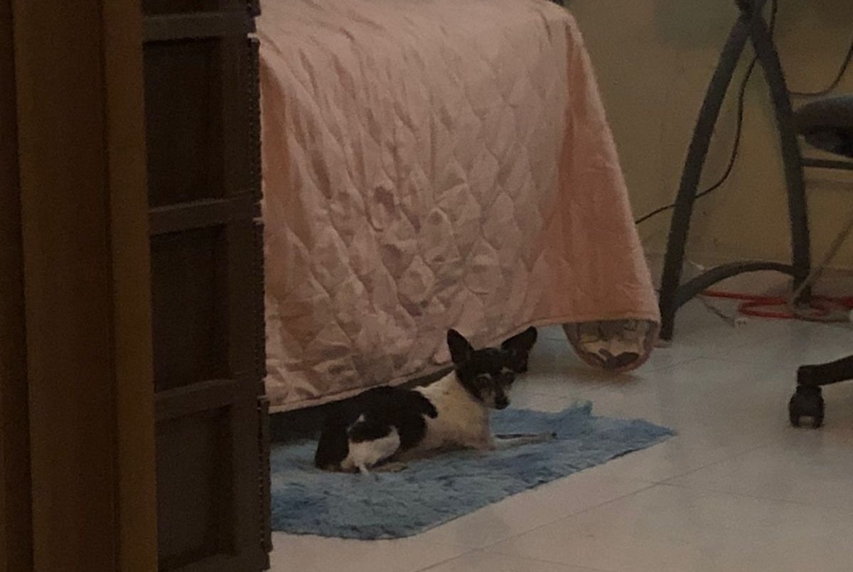 isabelJaenM's tweet photo. Buenas Tardes, me ayudarían a compartir, para que asi encuentre a sus familiares. 
En el área de mañanita me encontré esta perrita, es una Chihuahua bien mayor, no tiene los dientes delanteros, esta bien flaquita pero no se si es la vejez y los ojos están casi azules. https://t.co/0vExPlw9Xg