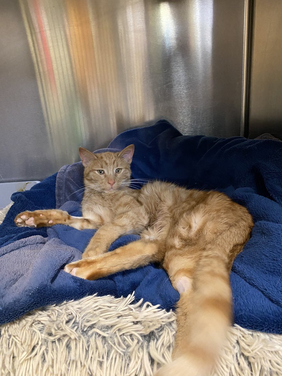 QueenElizabean's tweet photo. Little noodle is still in rough shape and has probable brain damage from how ill he was. However he's no longer considered critical 🥳🥳 he is not out of the woods yet and is still fighting a nasty infection, but he surprises us every day ❤️ https://t.co/WEFMMeq4Y1