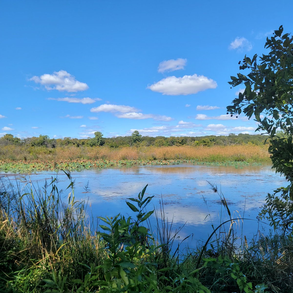 EmmaGoldmanBookClub tweet media