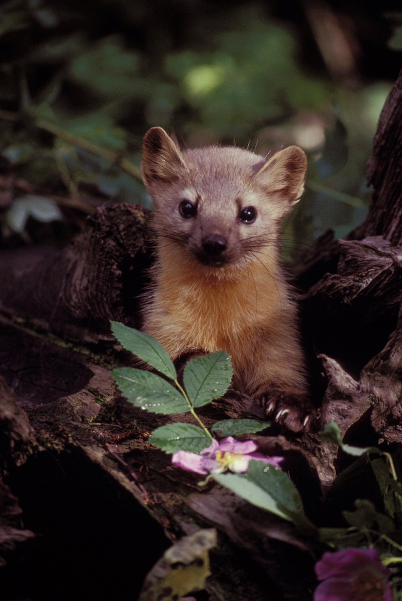 CreaturesTE's tweet photo. American marten, martes https://t.co/n0qPDcS8e0