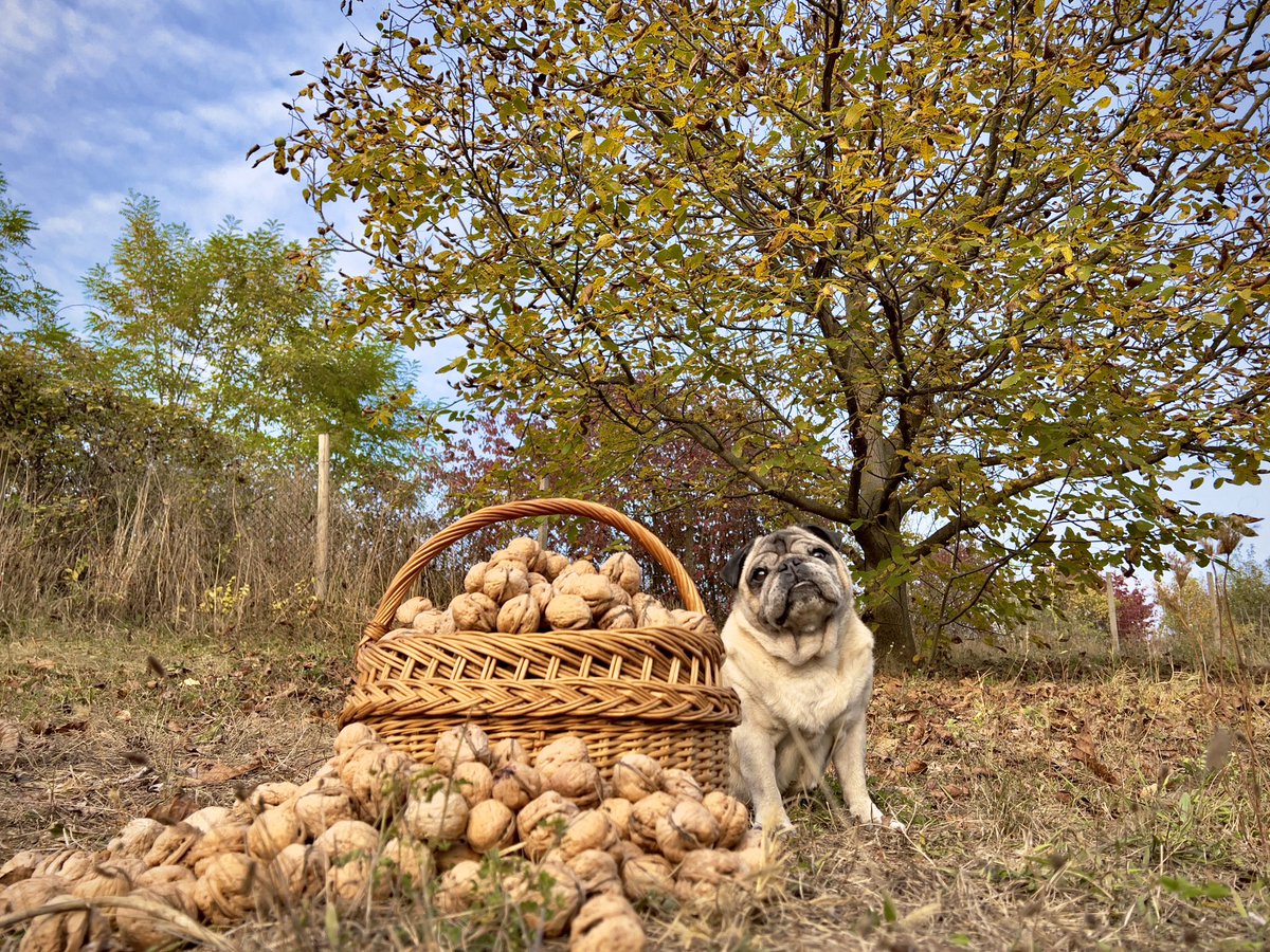 Spent the entire weekend like this, and here’s the moment to share. A perfect autumn day - me and a bountiful harvest of fresh walnuts, all lovingly handpicked. 🍂💛 
#MauriceThePug #TheUniverseOfMaurice #autumncolours #wallnuts #MyAutumn #DeliciousWalnuts #HarvestWithLove