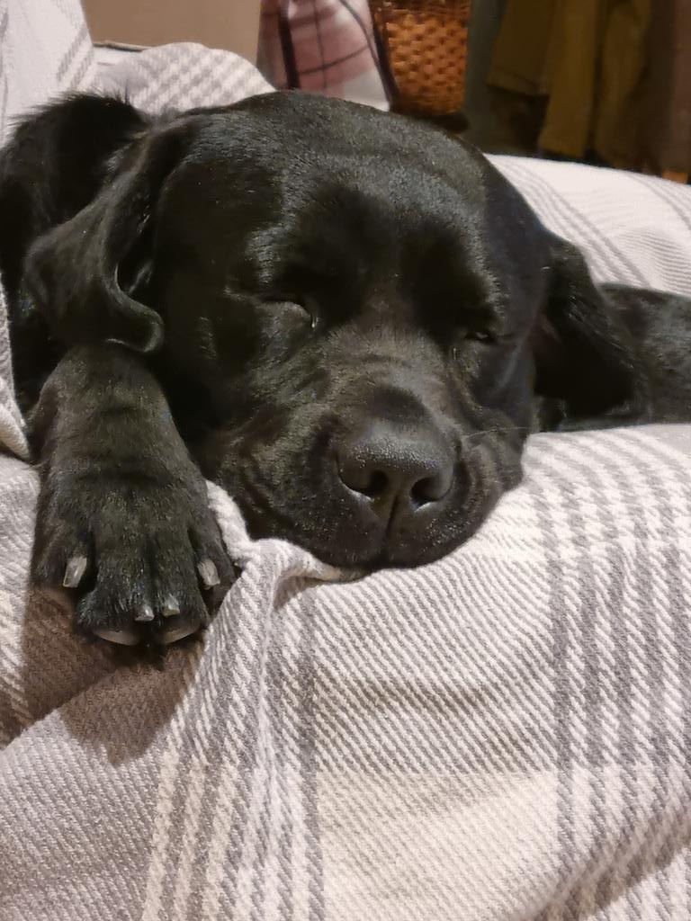 It's tough living with my family, but must admit it's great running ragged, nicking shoes, letters, food, remote controls..... bit of shut eye before I start again ! 💙