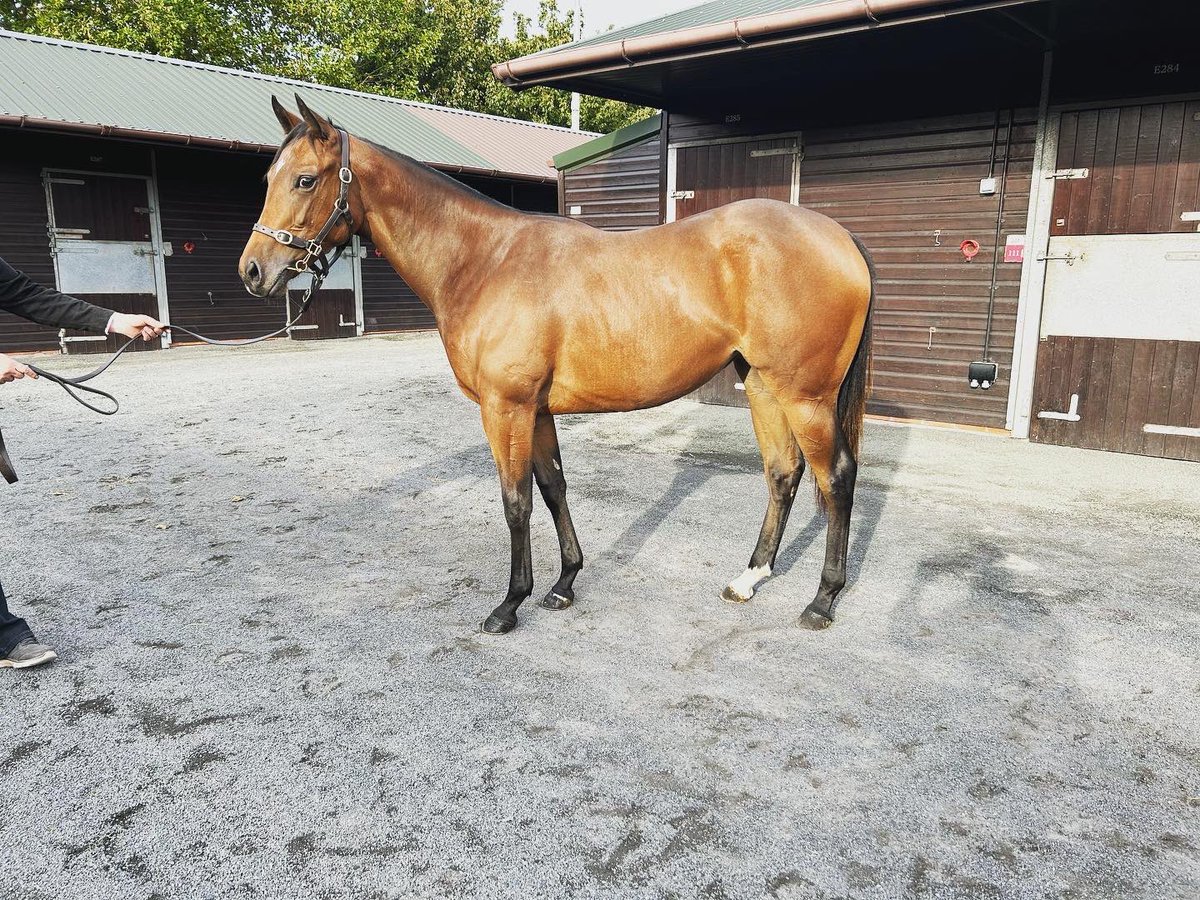 Don’t miss these 3 smart yearlings selling in <a href="/GoffsUK/">Goffs UK</a> tomorrow. Lot 97, a <a href="/DarleyStallions/">Darley</a> Earthlight colt, Lot 100, a <a href="/BearstoneStud/">Bearstone Stud</a> Washington DC colt and Lot 106, a <a href="/OverburySires/">Overbury Stallions</a> Ardad filly 🚀