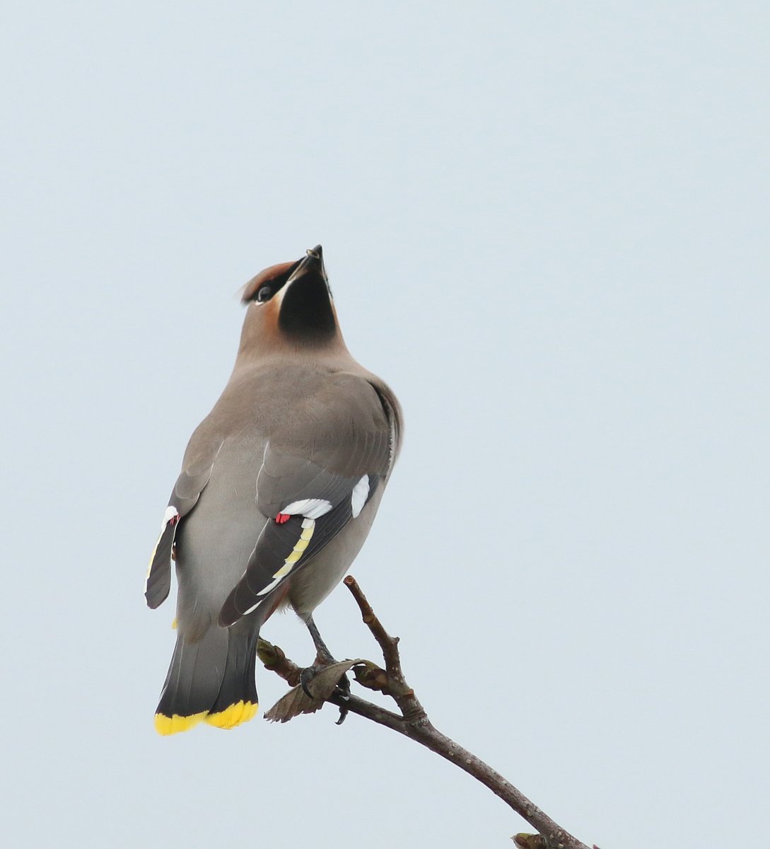 KoenStork's tweet image. Found this 1cy Waxwing on Texel with @TimLangerak. A very confiding individual and for both of us our first in 5 years! We had another individual migrating overhead and the bird below was joined by yet another one later on the day, so fingers crossed for some more this week!