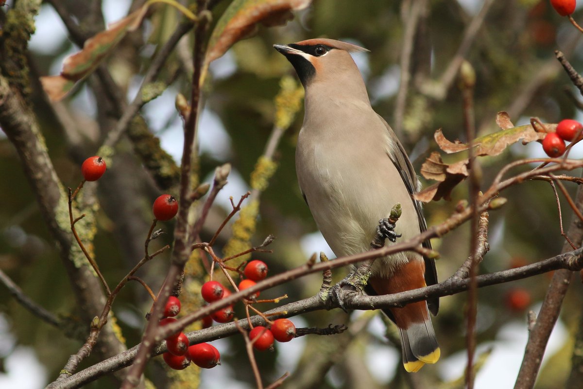 KoenStork's tweet image. Found this 1cy Waxwing on Texel with @TimLangerak. A very confiding individual and for both of us our first in 5 years! We had another individual migrating overhead and the bird below was joined by yet another one later on the day, so fingers crossed for some more this week!