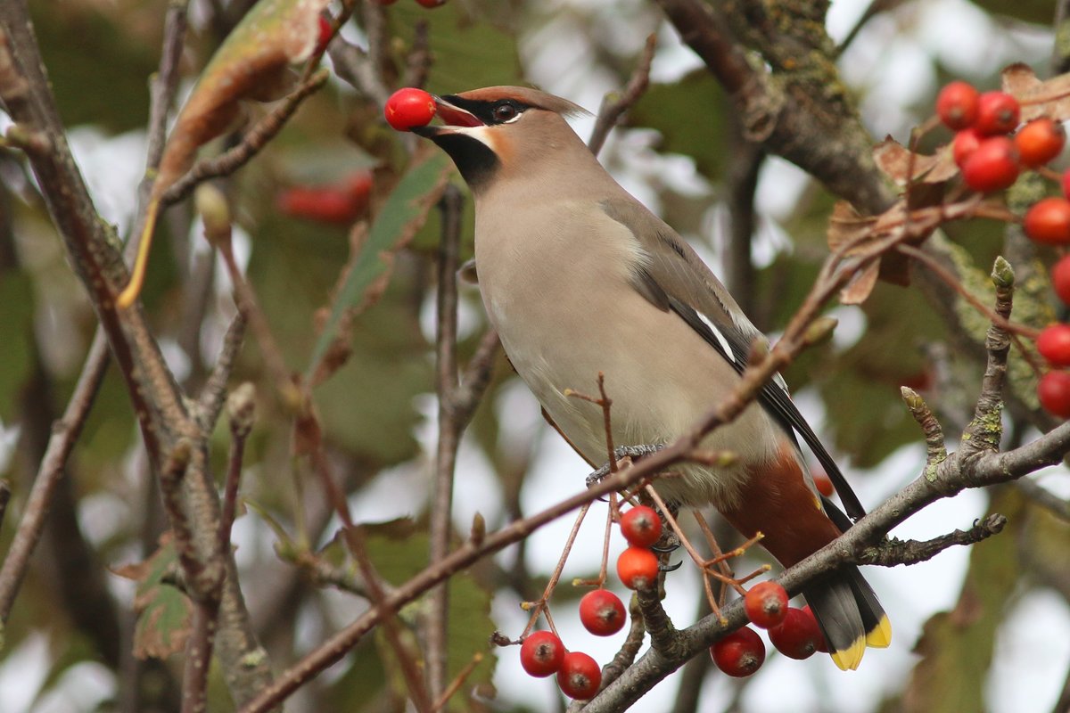 KoenStork's tweet image. Found this 1cy Waxwing on Texel with @TimLangerak. A very confiding individual and for both of us our first in 5 years! We had another individual migrating overhead and the bird below was joined by yet another one later on the day, so fingers crossed for some more this week!