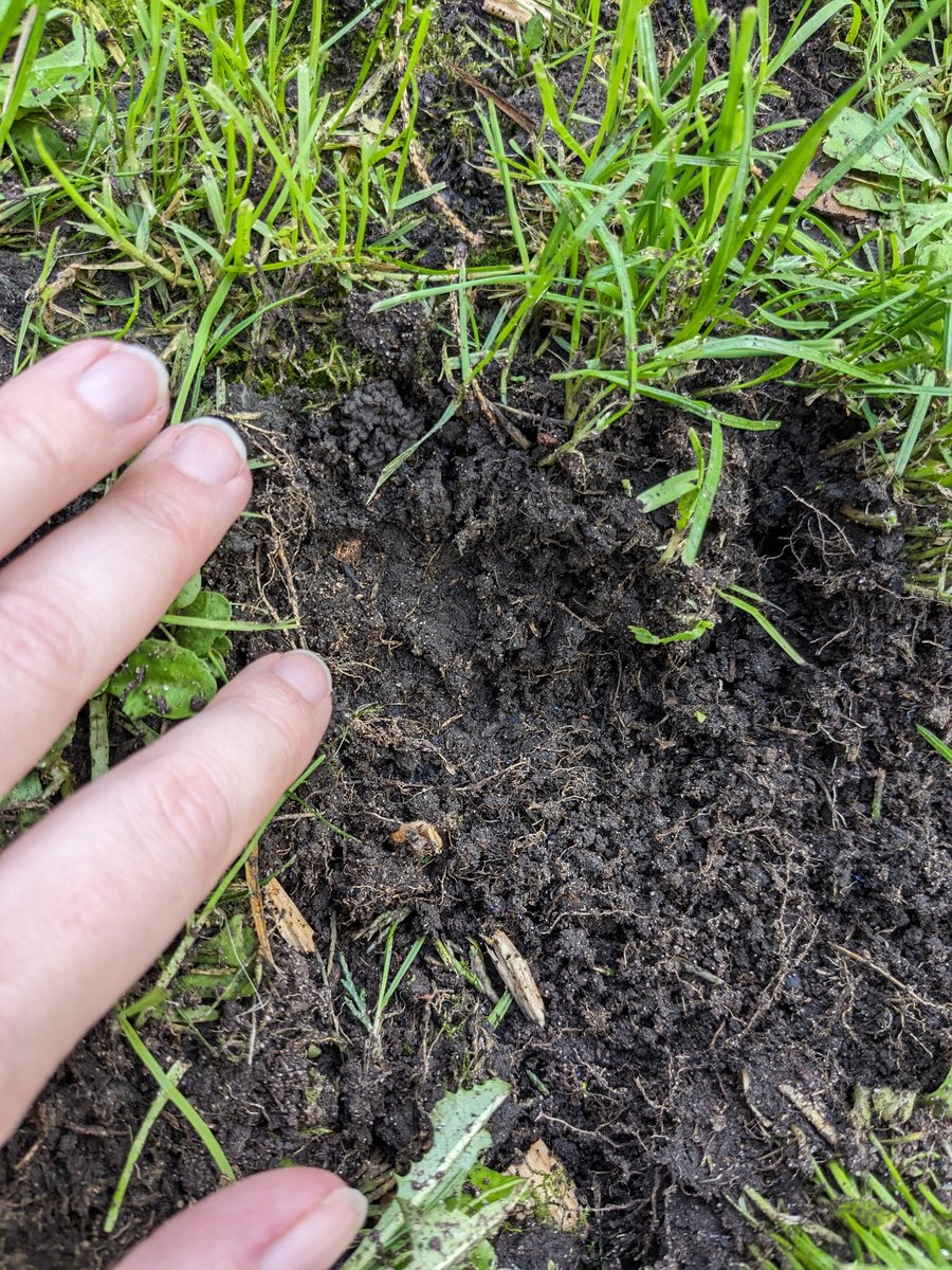 Badger evidence on an allotment site today? 🦡 Mammal-knowers, what do we think?