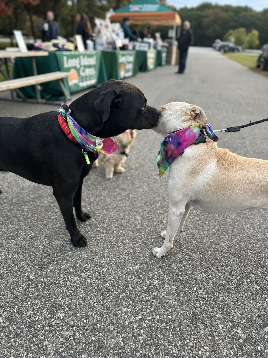 LongIslandCares's tweet photo. 🐾 Our 2nd Annual Paws Walk: $10,572 raised, 75 attendees, 13 sponsors, 7 vendors – a paw-sitively successful event! #pawswalk #dogs #belmont https://t.co/5k5rDrWM9A