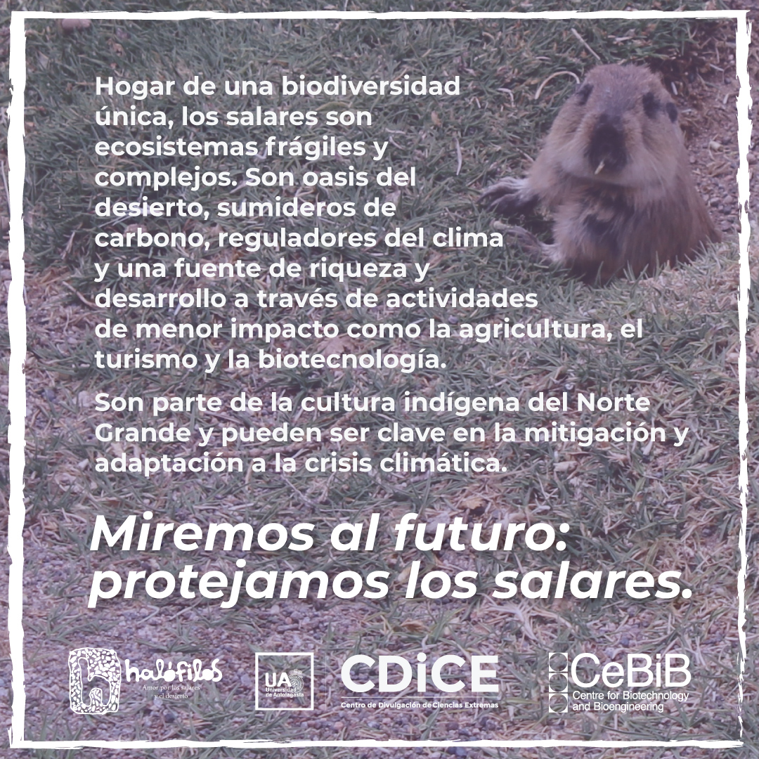 Halófilos tweet media