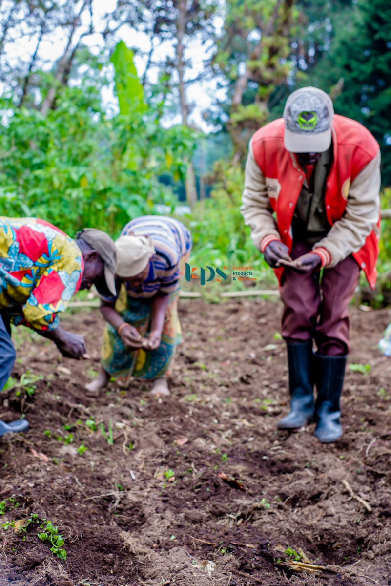 Krockdeco's tweet photo. Activités de récolte et de plantation de calebasses dans la Kibira
L’entreprise Kioka ,dans le cadre de sa participation au projet « Kibira Sanctuaire de Paix et de Conservation », nous a confié la noble tache de travailler avec les communautés  du site de Rwegura . https://t.co/evE5E2ayqQ
