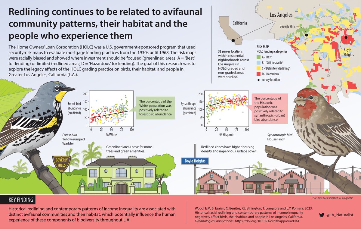 KAP. Design (@kapdesign) on Twitter photo A new infographic collaboration with <a href="/LA_Naturalist/">Eric M. Wood</a> about research into the effects of redlining on birds, their habitat, and people in Los Angeles. #scicomm #visualabstract #ornithology A new infographic collaboration with <a href="/LA_Naturalist/">Eric M. Wood</a> about research into the effects of redlining on birds, their habitat, and people in Los Angeles. #scicomm #visualabstract #ornithology