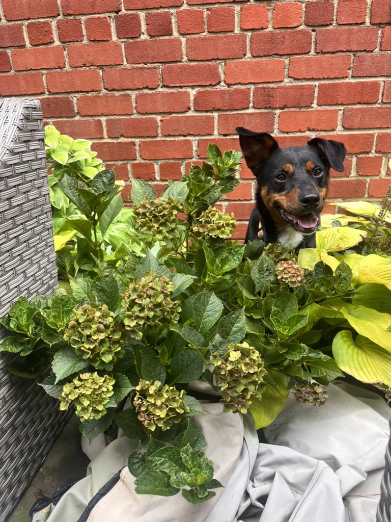 KatEllis's tweet photo. @dog_rates Miss Eliza https://t.co/IFuxv11cnX