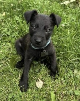 🆘15 OCT 2023 #Lost GUINNESS #ScanMe
Black Patterdale Cross #PUPPY Male #Tagged
Blue collar with bone tag with owners details.
Sawley Marina #LongEaton #Nottingham #Nottinghamshire #NG10
doglost.co.uk/dog-blog.php?d…