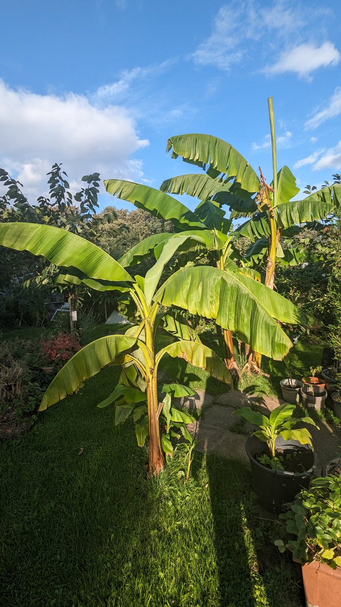 GardenerGray's tweet photo. #banana #musabasjoo https://t.co/AnOiHumCrg