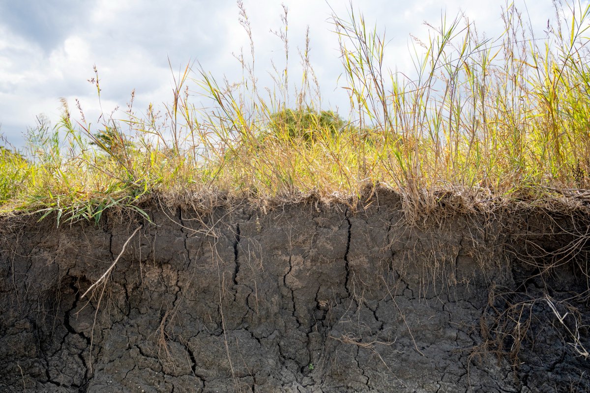 lawinowiecki's tweet image. Healthy #soil  is the very foundation of @FoodSystems &amp;amp; provides several vital ecosystem services
📅 Join us 17 Oct 2023 @WorldFoodPrize  9am EST
to highlight progress on collaboration to scale &amp;amp; finance soil health 
👉 bit.ly/3ZXNSDf
#FoodPrize23 #Youth @ca4sh_global