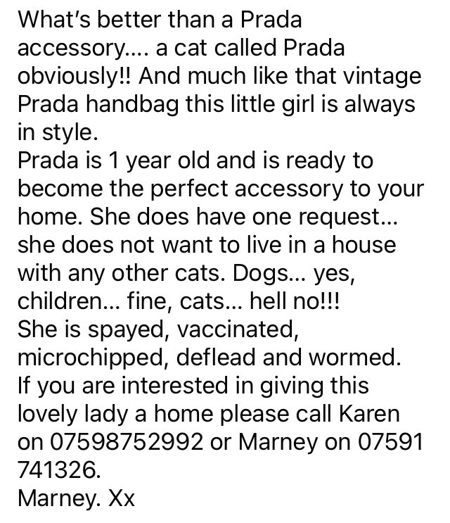Prada is one sassy gal looking for her #fureverfamily 

People ✅
Dogs ✅ 
Cats ❌= a big fat hell no!!! 

She’s the most loveable cat…. unless YOU are a cat 🤭😬- Nikki