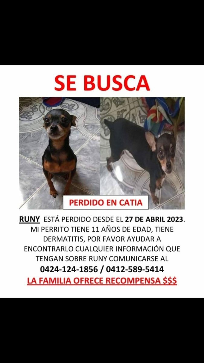 Ma_Elisa_G's tweet photo. 🚨AUN NO APARECE🚨Runy se perdió en Catia #Caracas en abril de este año, su mamá humana aún no pierde la esperanza de encontrarlo. 🙏🏻❤🙏🏻. 🇻🇪 @PerroUsuario @Nestorosp @YeziSeijas @gracon27 @naranjara @Teresamejia7 @critico2_ @Mary_Jar @albertoestiburo @marypana1 @vetehugo https://t.co/6EtgwHwjEx