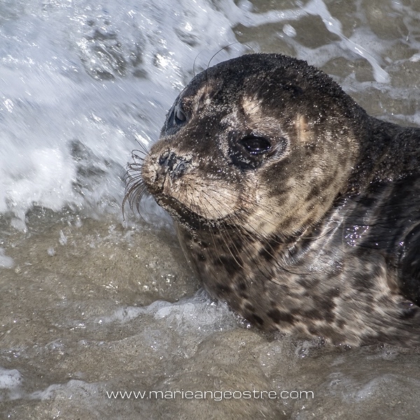 🇫🇷 [English below] Un bébé phoque entrant dans les vagues du Pacifique sur la plage californienne de La Jolla, au Sud de Los Angeles. 

👉  Les U.S.A sur mon blog de voyages (créé en 2004) : marieangeostre.com (lien direct dans ma bio). 

🇬🇧  A sea lion pup entering the P