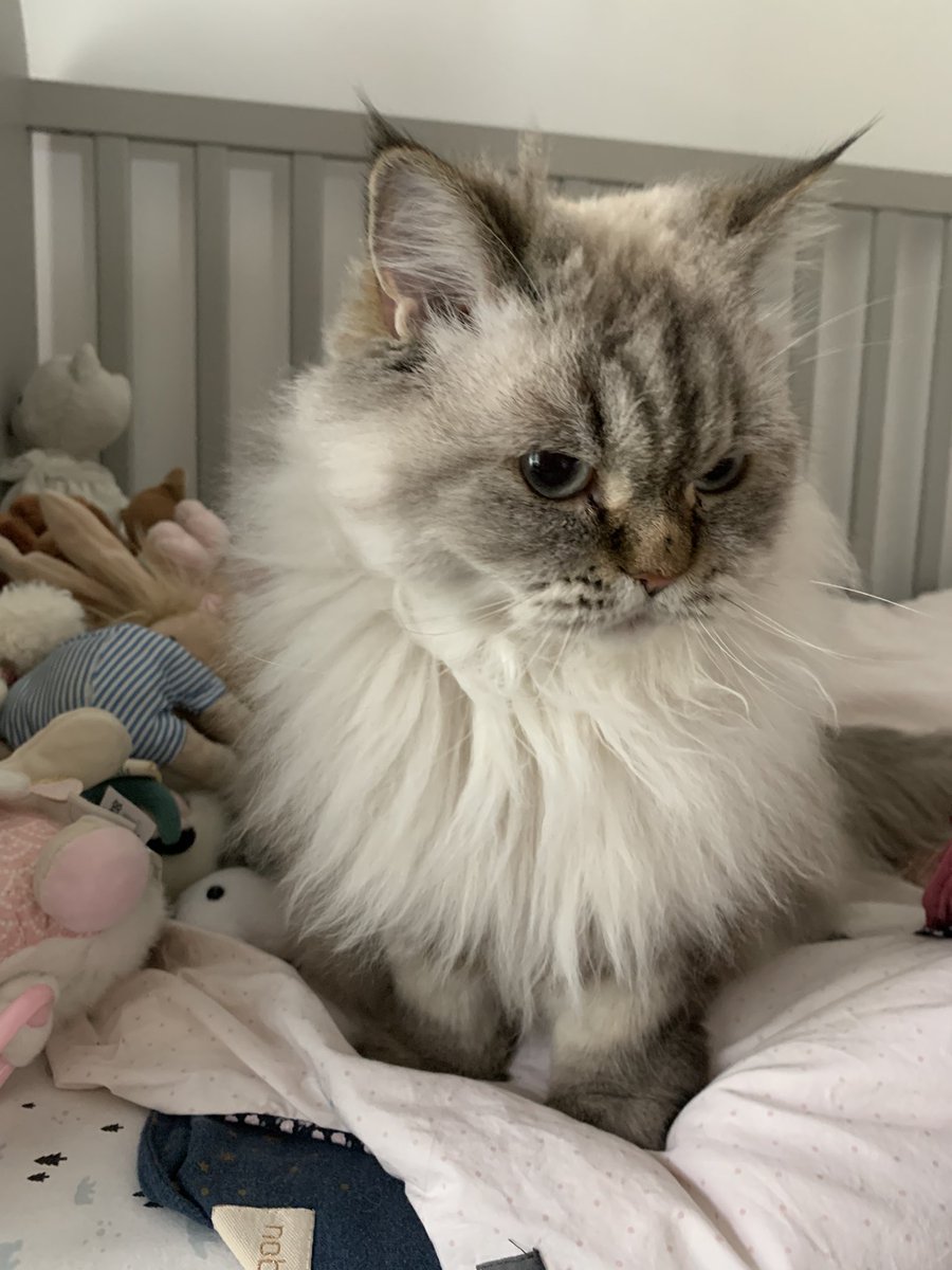 fluffy_potichat's tweet image. Moi ? Hyper contente, comme d’hab