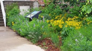 Let's put the Pickens County Museum Native Plant Garden to bed for the winter! Join us Saturday, October 14th from 8:30AM to 11:00AM at the garden, 307 Johnson St, Pickens, SC. Find more info and sign up at scnps.org/pickens-museum… !