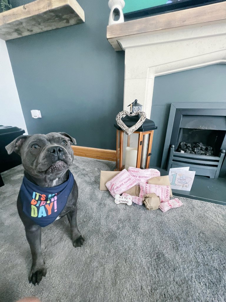 ChelseaHinz3's tweet photo. I'll spoil you forever My baby girl 🩷 

#staffordshirebullterrior 
#bluestaffi https://t.co/SNGGLVrjI0