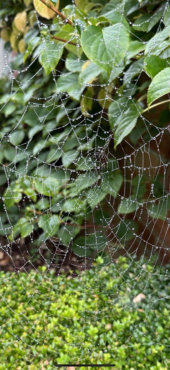 acpc4a's tweet photo. Join my web of connections...
A strand of spider silk is as strong as Kevlar and 100 times tougher than the equivalent amount of steel.
A network of educators is a rich platform for learning and is unshakable.
Follow me to join the team!
#edunetwork #teachers https://t.co/rwFBH4alYW