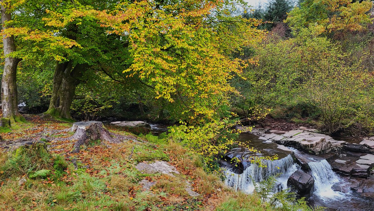 Nigey`s Wild Walks tweet media