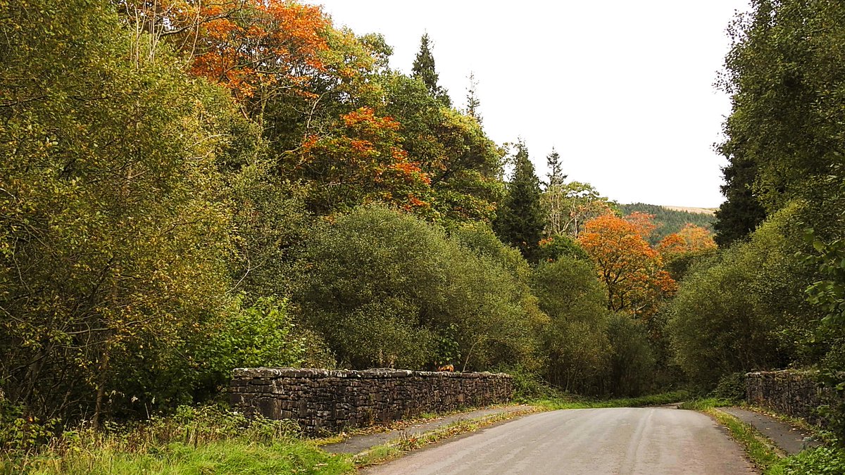 Nigey`s Wild Walks tweet media