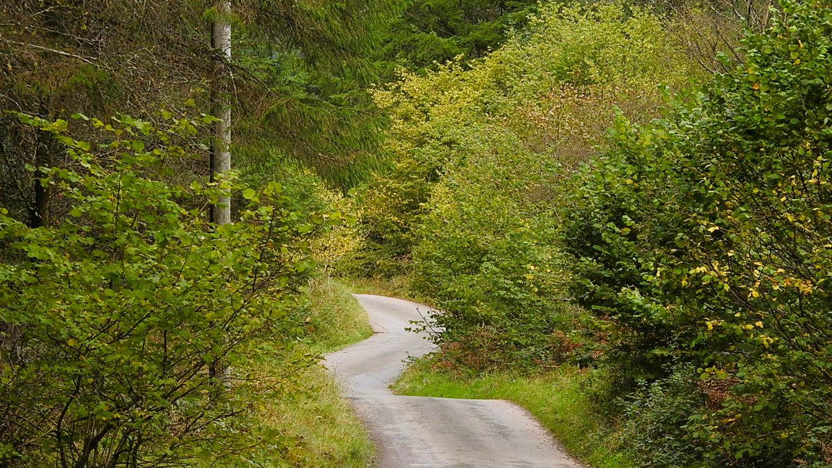 Nigey`s Wild Walks tweet media