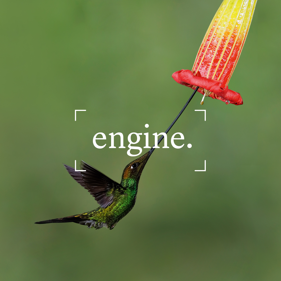 lombardodier's tweet photo. The hummingbird is one of nature's most powerful engines, pollinating every kind of tree from avocado to banana. We need to invest in the regeneration of the natural world so that pollinators can thrive. 
Nature is worth investing in.

#nature #rethinknature #lombardodier