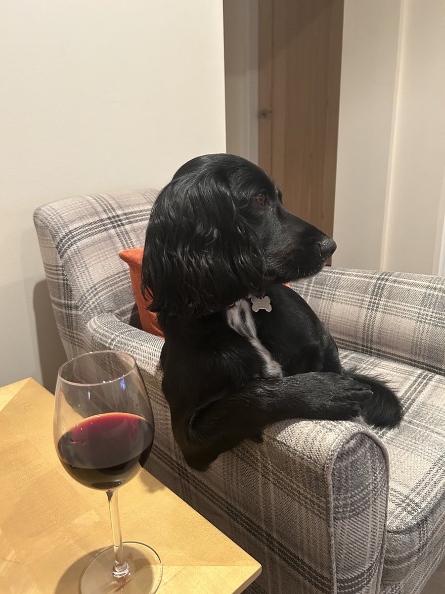 Hogan relaxing with a small libation! 🐾🍷