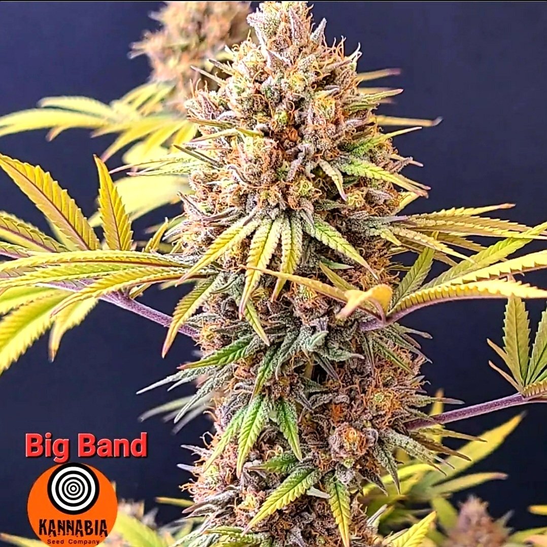 studio_seeds's tweet photo. 👨‍🌾Salut les stonegrowers !
✅ Disponible chez 🐸Studio.W Seeds🐸 vos #GrainesDeCannabis #kannabiaseeds 🌱👨‍🌾

#cannabiscommunity #stonegrowers #studio_seeds #seedsbank #seedsshop #seedshop #weed #THC #grower #stoner @KannabiaSeeds #growercommunity #stonerscommunity https://t.co/FLeAB4b3DR