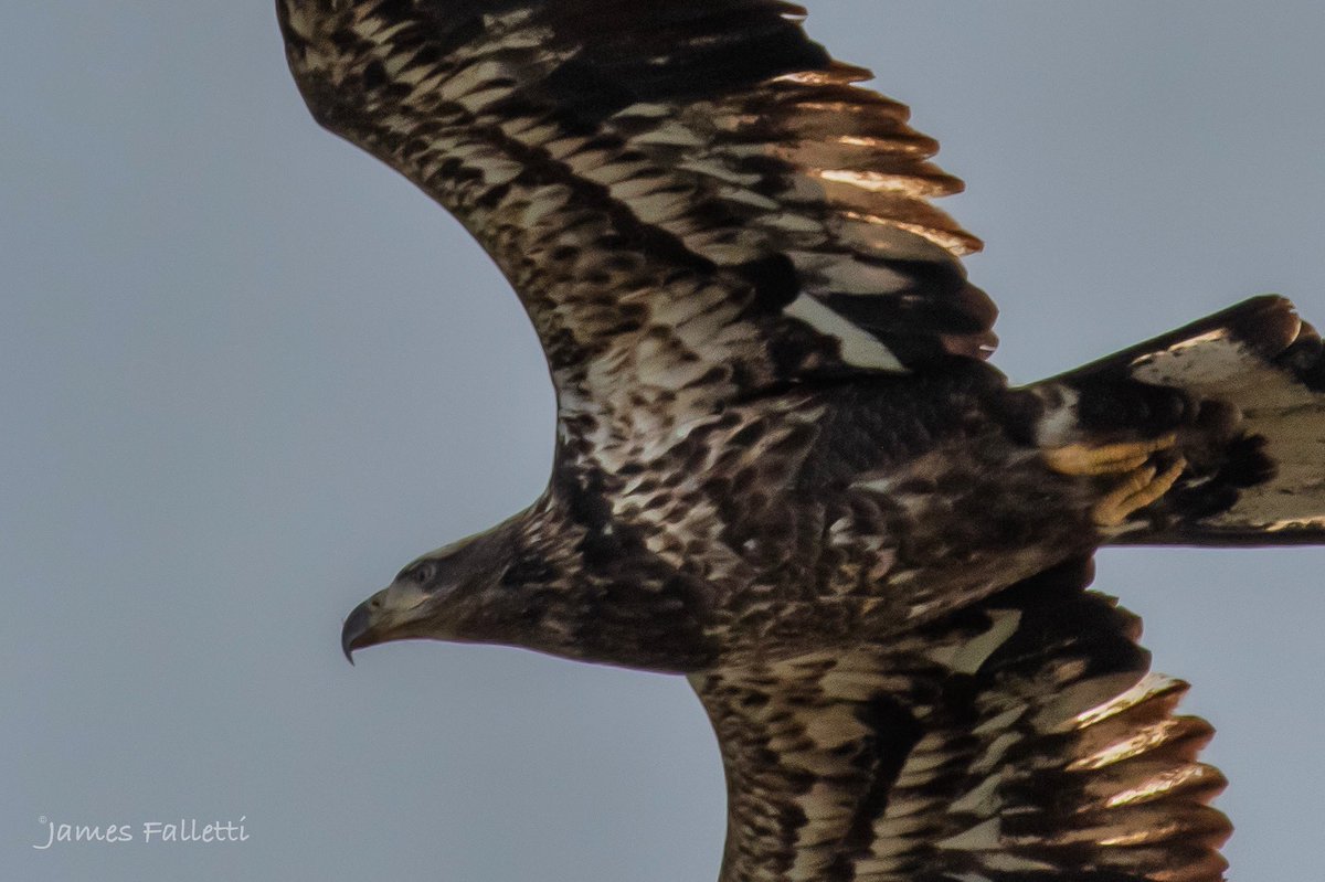 JamesFalletti's tweet photo. When you’re using a 500mm lens and the eagles are way to close 🦅
#BaldEagle 
🔎 Haliaeetus leucocephalus

#TwitterNatureCommunity #birdphotography #BirdTwitter #BirdsSeenIn2023 #BirdsOfTwitter #NaturePhotography #ornithology #bridsofprey #raptors #Nikon @mybirdcards @nature_org https://t.co/DEbQ1xl07c