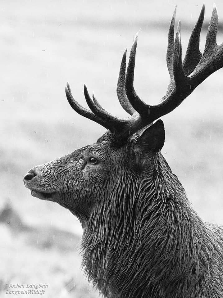 JochenLangbein's tweet photo. Stag in the rain during a very wet October day !
#deerrut #mondaythoughts https://t.co/S1rLUUAbxQ