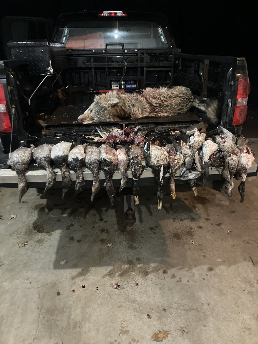 mndnr_ENF's tweet photo. CO Stephen Westby is investigating who’s responsible for shooting this timber wolf and dumping more than a dozen ducks on the side of the road.

The wolf was killed near Buckman. The ducks - some of which were fully intact, others partially cleaned - were dumped by Little Falls. https://t.co/ypjTUyTCOC