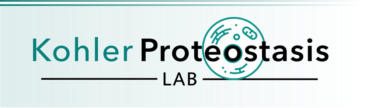 _VerenaKohler's tweet photo. Please RT!

The @VKohler_Lab will be #hiring very soon!

I am about to open the call for a #PhD student, who will work on the fascinating interrelation between #Proteostasis and #Ageing, combining #HighThroughput approaches in #Yeast with validation in #CellCulture. https://t.co/7v9okdws8g