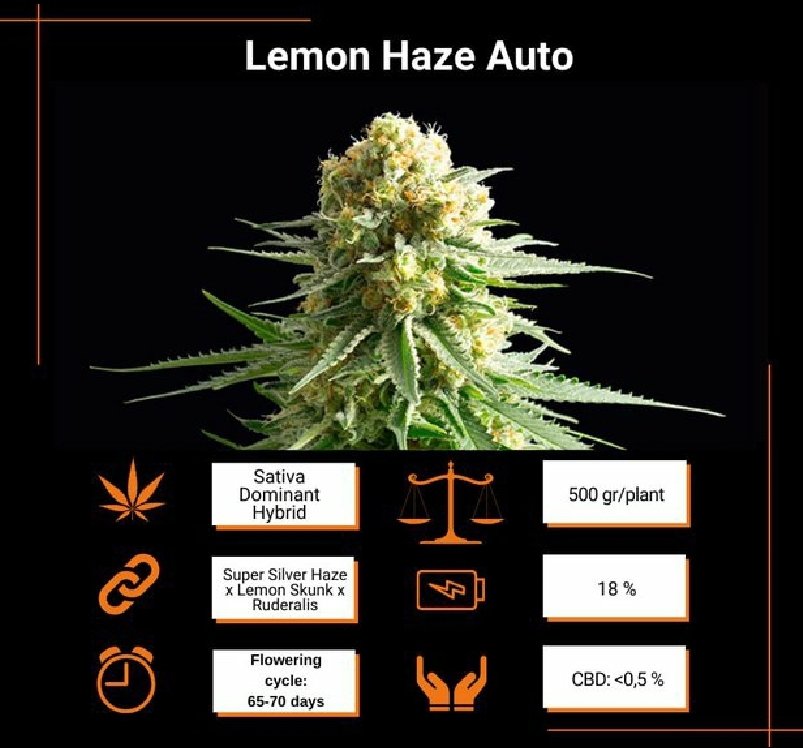 studio_seeds's tweet photo. 👨‍🌾Salut les stonegrowers !
✅ Disponible chez 🐸Studio.W Seeds🐸 vos #GrainesDeCannabis #lemonhazeauto #kannabiaseeds 🌱👨‍🌾

#cannabiscommunity #stonegrowers #studio_seeds #seedsbank #seedsshop #seedshop #weed #THC #grower #stoner @KannabiaSeeds #growercommunity #stonerscommunity https://t.co/pHJwetmylx