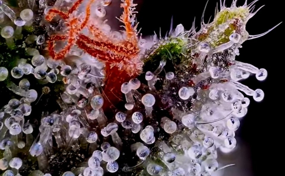 studio_seeds's tweet photo. #Trichomes #terpènes https://t.co/Vs4HlbR0S8