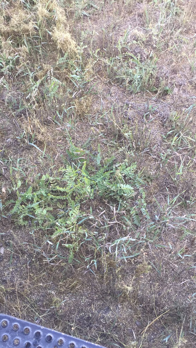 Cicer milkvetch won’t grow so sprayed, disced, cultivated, seeded Flax. Now it decides to grow 🤦‍♂️