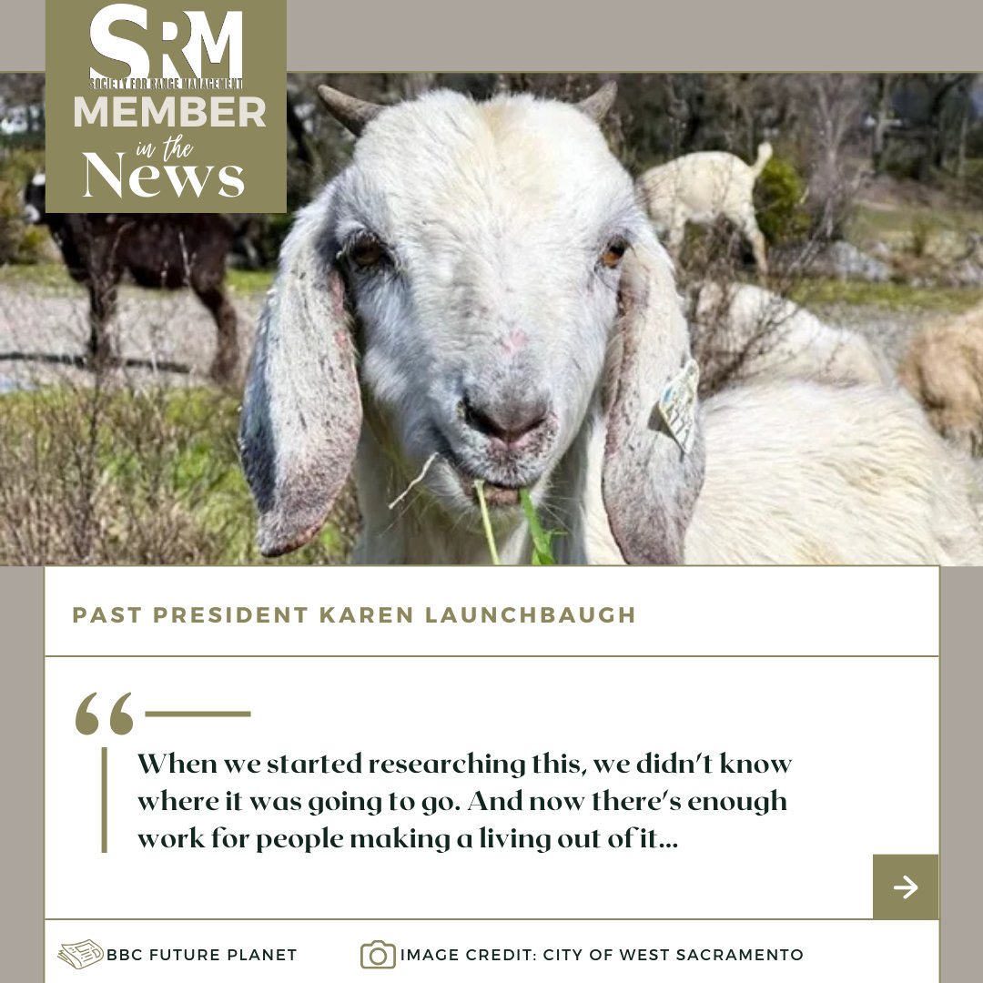 SRM Past President Karen Launchbaugh 'says she's seeing more city officials and land managers open to trying goats as a new method of mitigating wildfire risk.' Read more: ow.ly/RuBO50PUFgc See an SRM member in the news, share with us! #memberinthenews