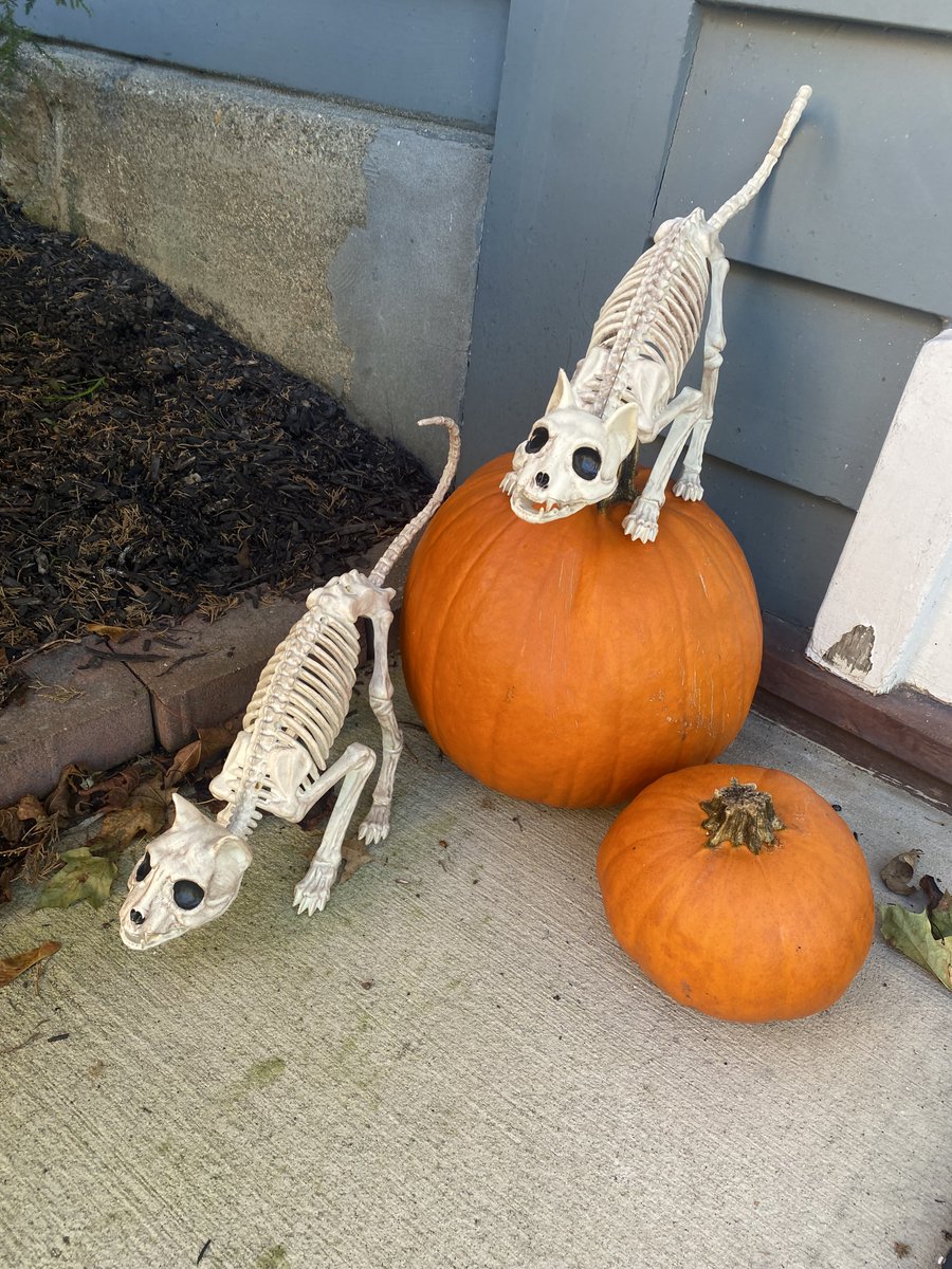 atpearthkeeper's tweet photo. While I've been busy writing all afternoon, look what's out and about town...  

#halloweeniscoming #boo #pumpkins #AutumnVibes #FallFun #skeletons #Halloween #october #meow #creepy #hudsonvalleyny #coldspringNY https://t.co/i6M2uFe2SL