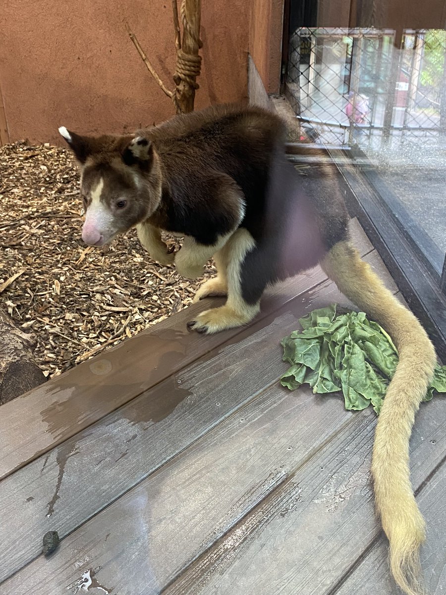 Saw my first ever tree kangaroo at the <a href="/CheyenneMtnZoo/">CheyenneMountainZoo</a>. Makes me appreciate the conservation efforts from <a href="/RooTroopNFT/">Roo Troop</a> and <a href="/MorganStoneee/">STØNE 🦘</a> even more ✊🏻✊🏻