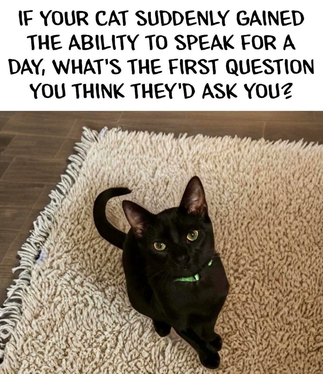 Paws_perfect_KC's tweet photo. What do you think? Drop your reply below ⬇️
#CatsOfX #catgrooming #catboarding #overlandparkks #kansascity #welovecats😻 https://t.co/6dwCLvk3iw